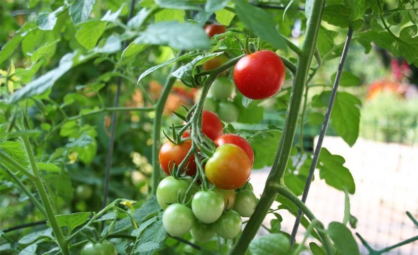 Марганцовка как удобрение применение для огорода и сада для растений, томатов, огурцов