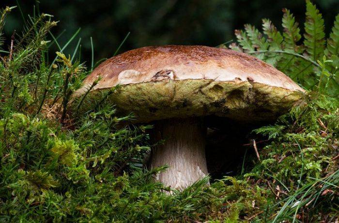 Значение грибов в жизни человека