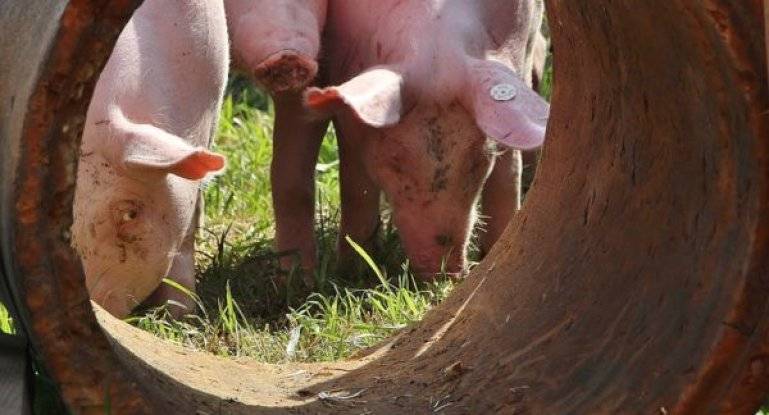 Симптомы глистной инвазии у свиней и методы лечения заражения