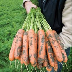 15 лучших сортов моркови для свежего употребления и хранения. описание, фото — ботаничка.ru
