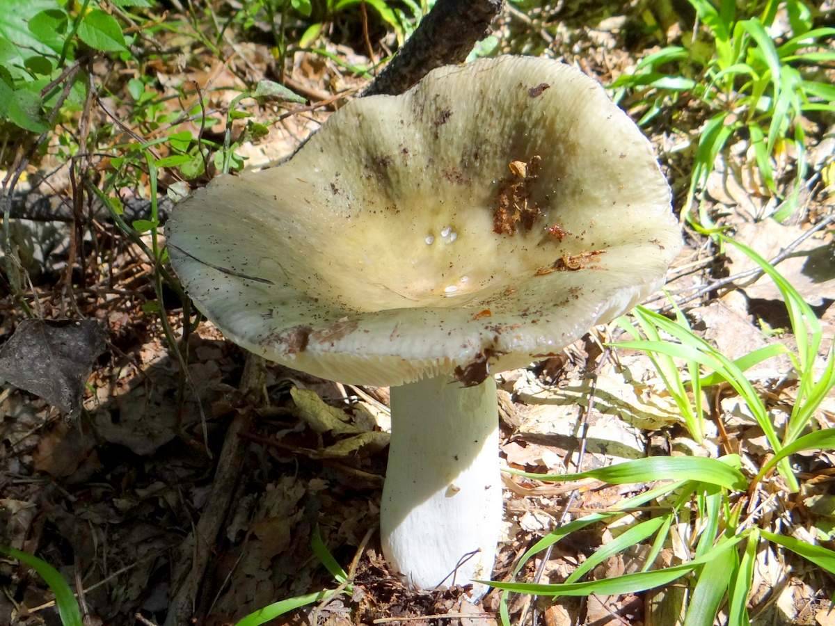 Сыроежка желтая (russula claroflava) - съедобная или ядовитая? фото, описание и как готовить гриб