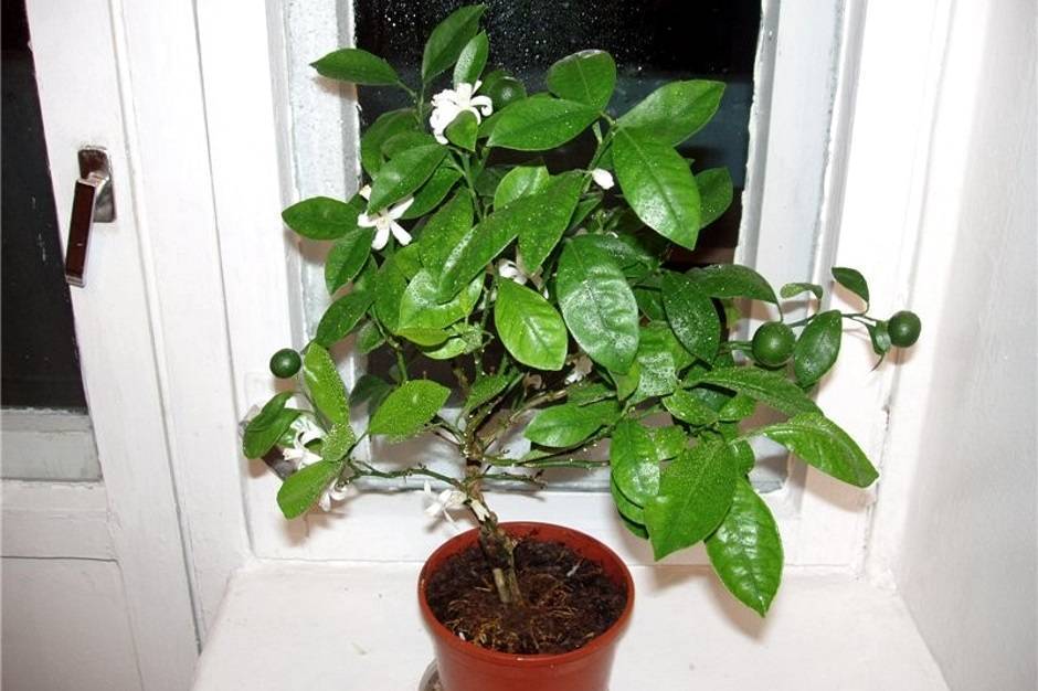 Цитрусовые комнатные растения: уход, выращивание в домашних условиях, из косточки
цитрусовые комнатные растения: уход, выращивание в домашних условиях, из косточки