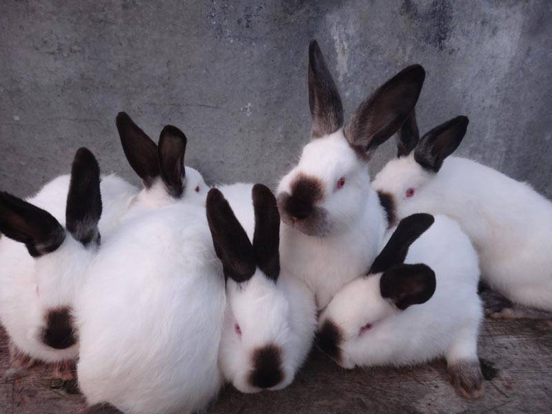 Кролики калифорнийской породы: описание и особенности содержания