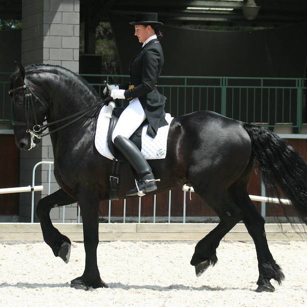 Фризская лошадь: описания и характеристика породы