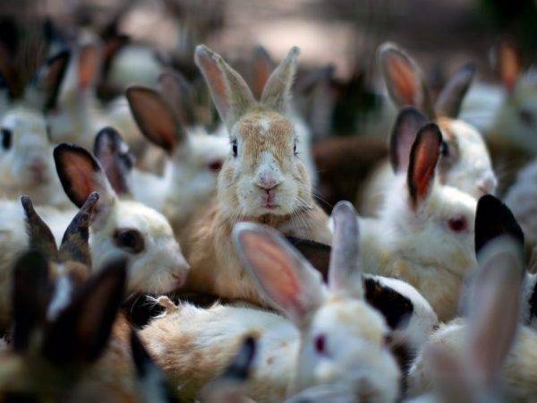 Разведение крольчат: когда открывают глаза и выходят из гнезда, развитие по дням и уход за питомцами