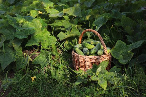 Огурцы - секреты выращивания, посадка, уход за рассадой, высадка в открытый грунт