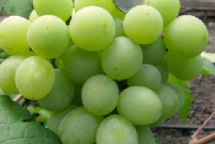 Виноград валек: описание сорта и отзывы