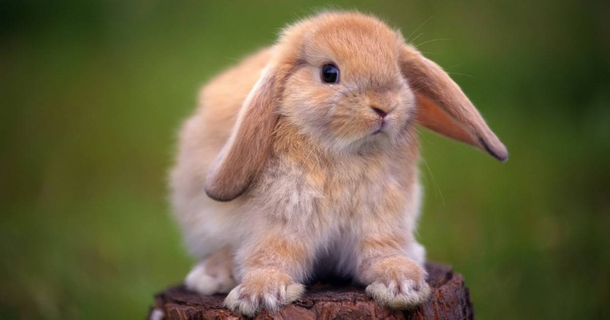 Советы, как определить пол декоративного кролика. отличие самца от самки