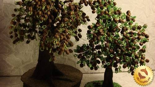 Цветок кофейное дерево: как ухаживать за комнатным растением