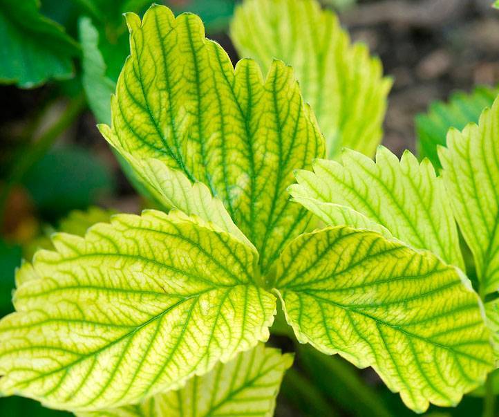 Хлороз листьев у растений - лечение, профилактика и виды (фото)