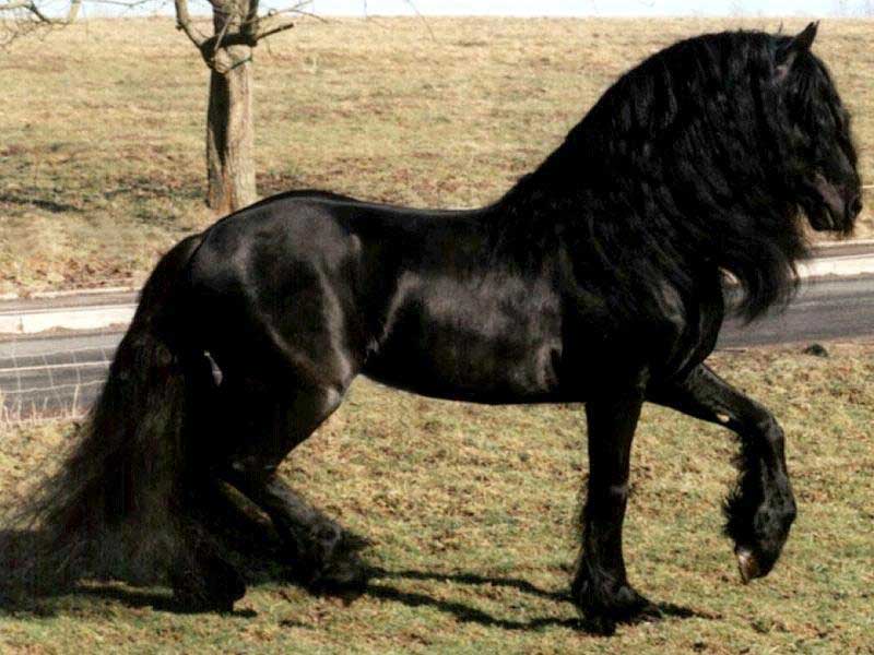 Фризская лошадь – характеристики породы, особенности характера, продолжительность жизни и история возникновения