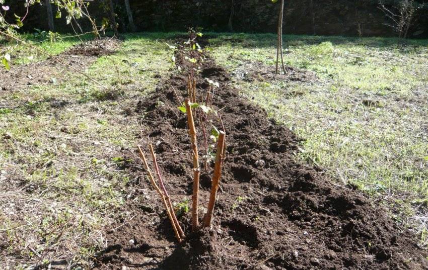 Посадка ремонтантной малины: сроки и способы как правильно посадить, особенности весной и осенью