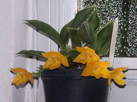 Уход за орхидеями после покупки и после цветения - 7 шагов для новичков с фото