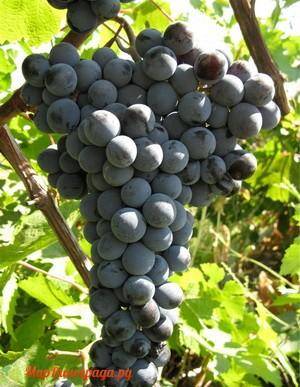 Сорт цимлянский черный | крымский виноград