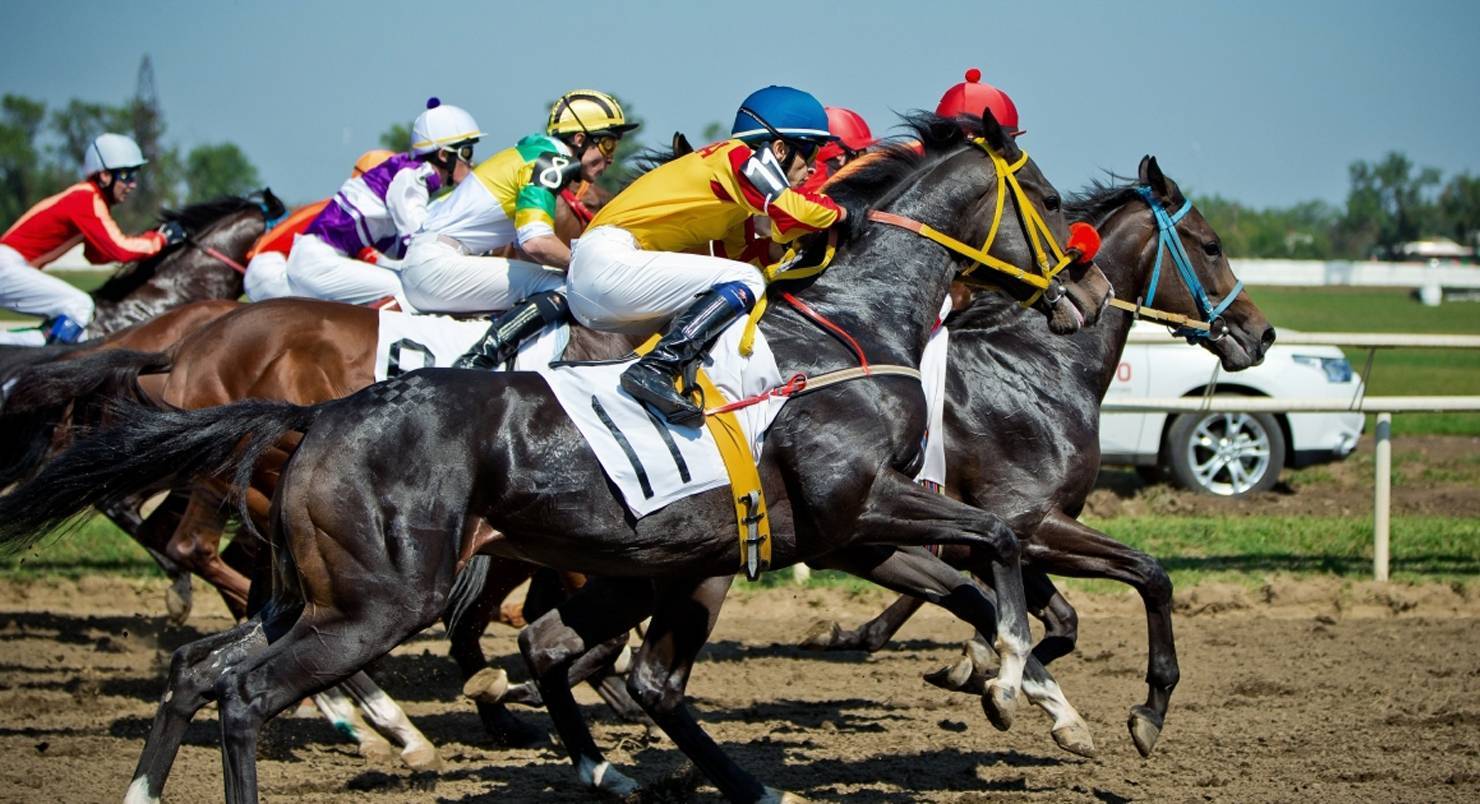 Скачки на лошадях - скорости, породы лошадей, травмы и содержание спортсменов
