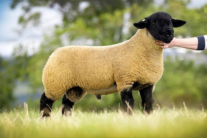 Характерные особенности породы овец суффолк, правила разведения и преимущества