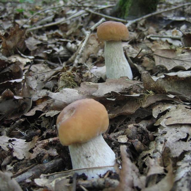 Весенние грибы 2020 фото: съедобные, несъедобные и ядовитые