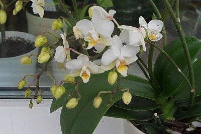 Когда можно пересаживать орхидею, когда она цветет: нюансы процедуры от профессионалов