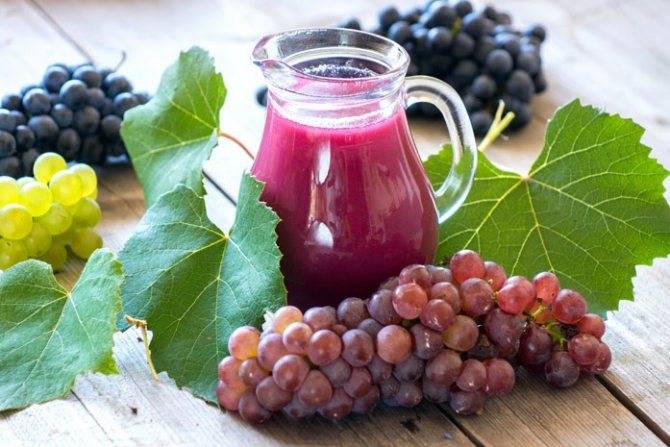 Черный виноград: польза и вред для организма женщин и мужчин
