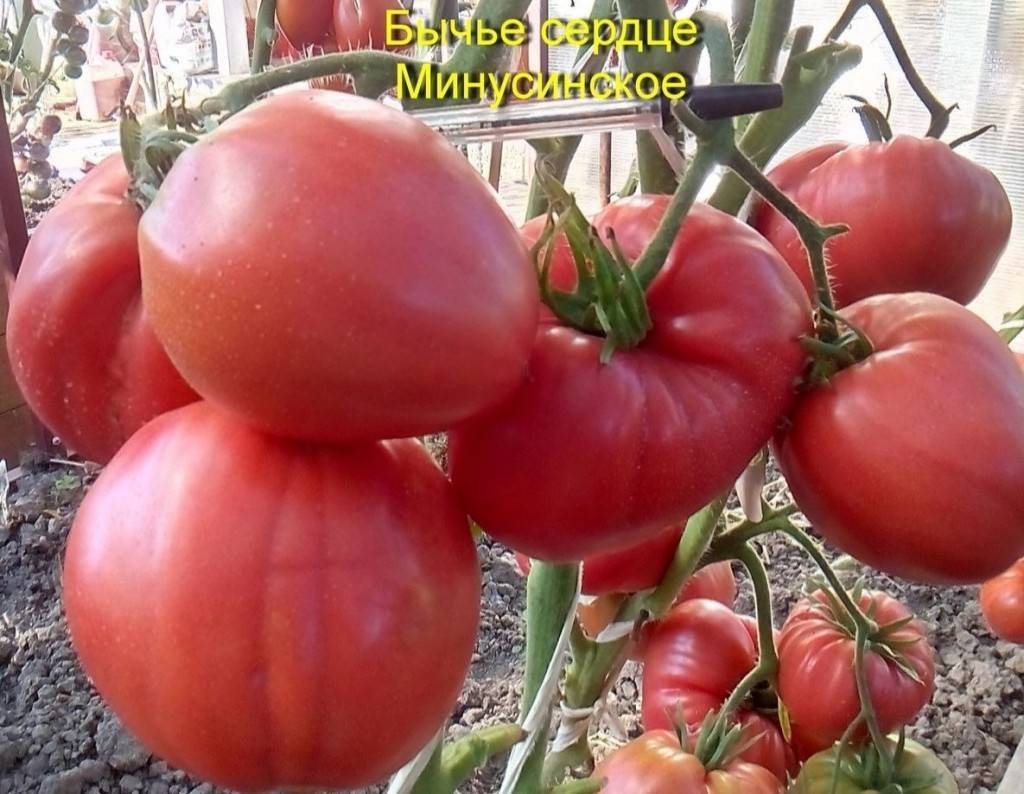 Сорта крупноплодных томатов для выращивания в теплице