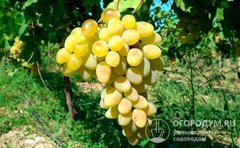 Виноград плевен: неплохой ранний сорт болгарского происхождения