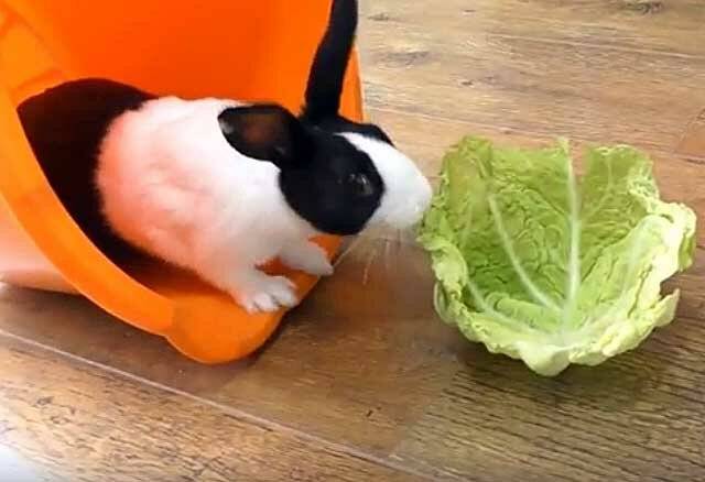 Можно ли давать кроликам капустные листья