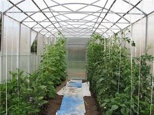 Как выращивать перцы в теплице из поликарбоната