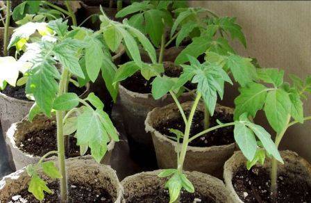 Удобрения для рассады томатов и перца: магазинные и домашние находки