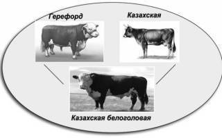 Характеристики казахской белоголовой породы коров