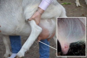 Болезни коз - препараты для лечения и грамотный уход за козами (90 фото + видео)