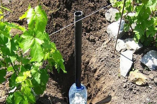 Как поливать виноград летом для правильного выращивания