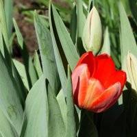 Как и когда пересаживать тюльпаны весной?
