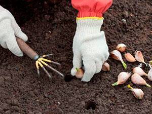 Озимый чеснок: посадка осенью под зиму, выращивание и уход в открытом грунте, как правильно сажать