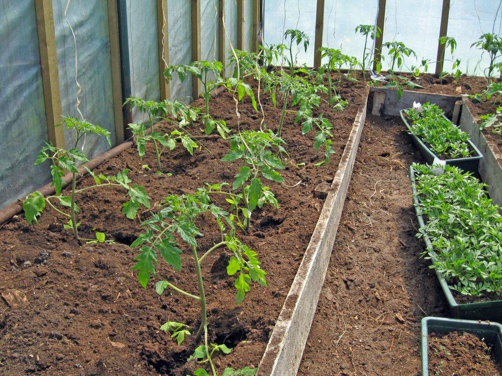 Подкормка томатов в теплице: какие удобрения, и когда использовать
