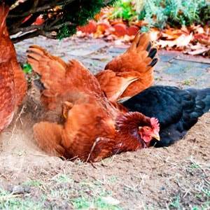 Как избавиться от куриных блох в курятнике: проверенные способы