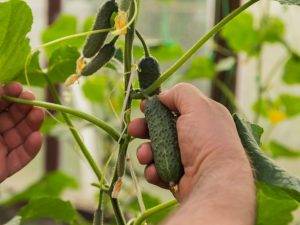 Выращивание огурцов донской пассаж и дмитрий донской | топфазенда