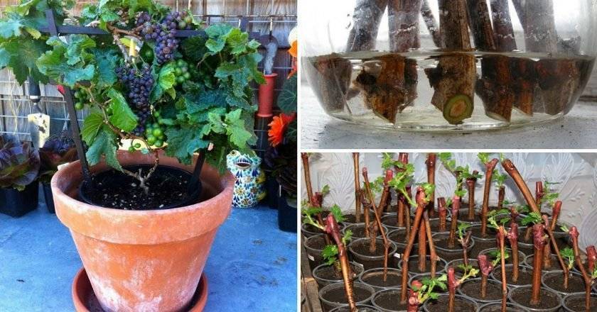 Как посадить виноград с закрытой корневой системой
