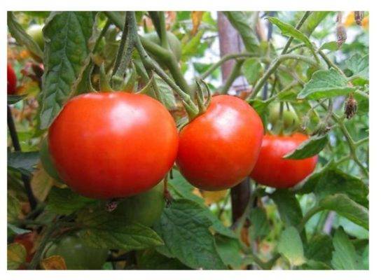 Томат джина - характеристика и описание сорта (опыт огородников)