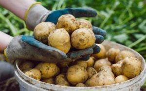 Картофель лабадия – описание сорта, фото, отзывы