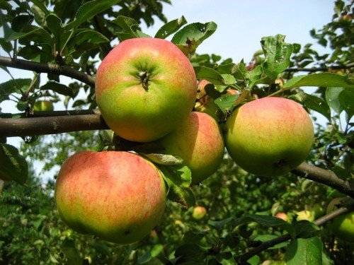 Описание сорта яблони лобо: фото яблок, важные характеристики, урожайность с дерева