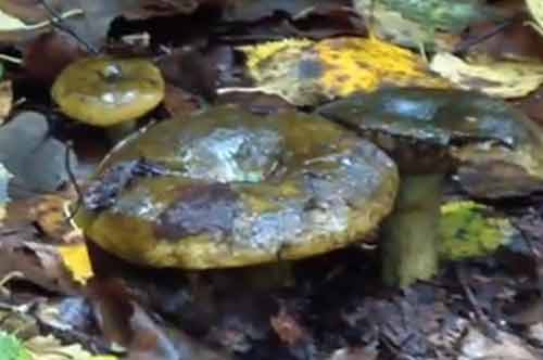 Черный груздь — цыган или чернушка: неоднозначный гриб, описание, особенности, свойства представителя семейства сыроежковых