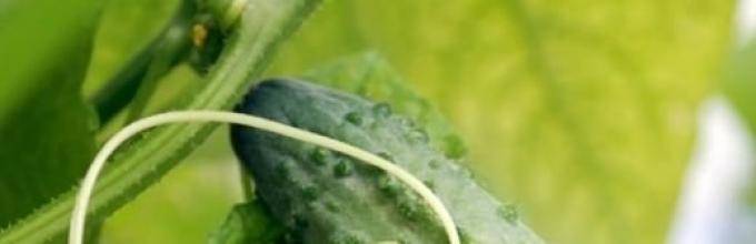 Мраморные листья у огурцов: что делать и как лечить, причины и способы борьбы