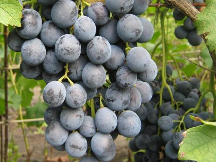 Виноград блэк гранд: описание сорта, фото