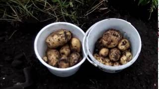 Описание сорта картофеля Коломбо — особенности выращивания