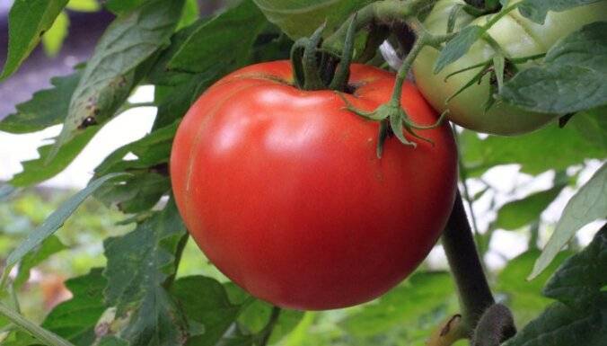 У рассады помидор сохнут листья: что делать, видео, фото и отзывы