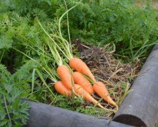 Когда сажать морковь под зиму - можно ли и какие сорта: пошаговая инструкция
