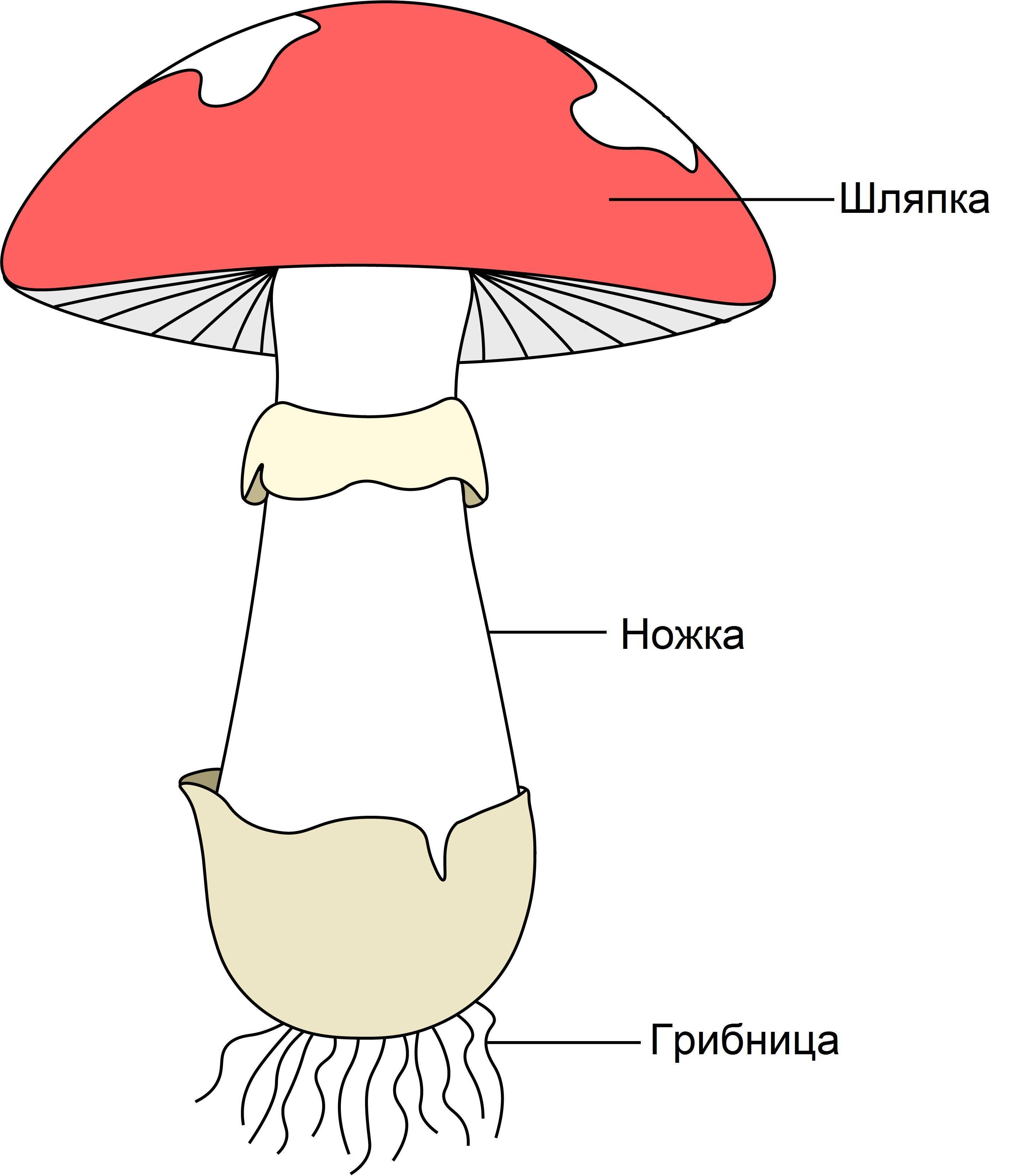 Тела грибов образованы чем? особенности строения тела гриба
