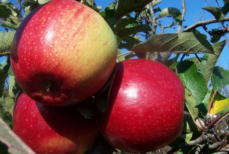 Описание сорта яблони рождественское: фото яблок, важные характеристики, урожайность с дерева