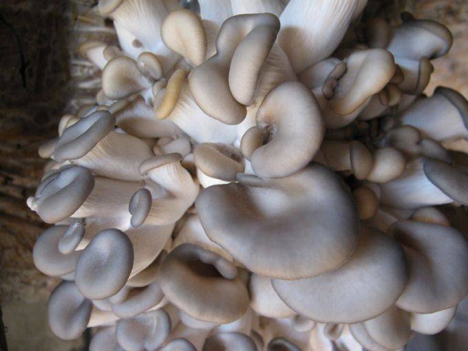 Домашние вешенки: советы для начинающих по выращиванию. плюсы и минусы выращивания грибов в домашних условиях (110 фото)