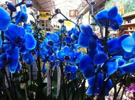 Уход за синей орхидеей в домашних условиях и как выращивают голубые фаленопсисы